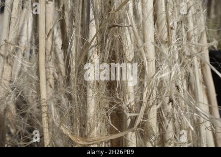 Vista ravvicinata della fibra di iuta grezza. La iuta marce viene lavata in acqua e asciugata al sole. Texture e dettagli in fibra di iuta marrone. Foto Stock