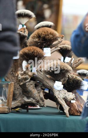 Ein typischer Hut mit Gamsbart im Salzkammergut (Oberösterreich, Österreich) - un cappello tipico con una barba di camoscio (un fascio con capelli di camoscio) nel Foto Stock