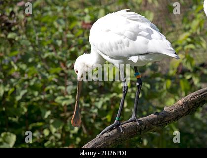 Spoonbill Platalea leucorodia Slimbridhe Wildfowl e Wetland Trust UK Foto Stock