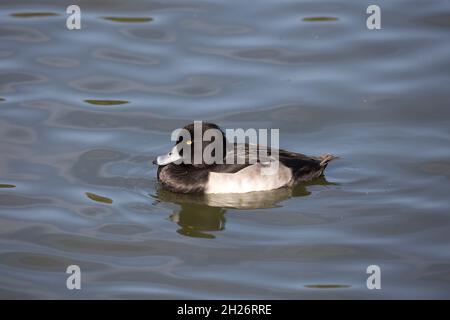 Solitario maschio tufted anatra Aythya fuligula nuoto Slimbridge Wildfowl e Wetland Trust UK Foto Stock