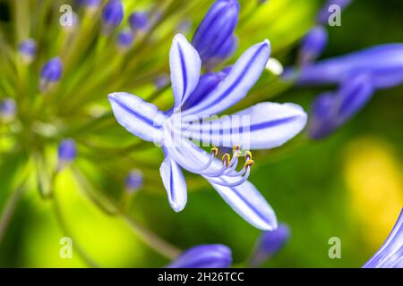 Un primo piano agapanthe petalo, bellissimo fiore blu in estate Foto Stock