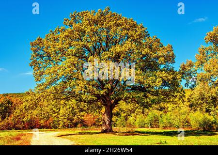 Una quercia vecchia e solitaria con una grande corona Foto Stock