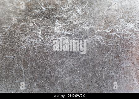 Sfondo dello stampo. Shot macro dello stampo. Spore di stampo in agar-agar. Una muffa o muffa è un fungo che cresce sotto forma di filamenti multicellulari. Foto Stock