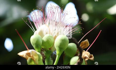 Lecythidaceae (famiglia di noci del brasile) » Barrington asiaticum bellissimo fiore Foto Stock