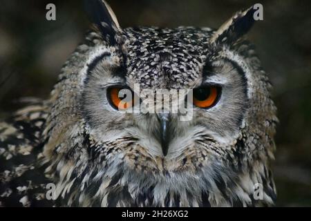 La specie di gallina di aquila eurasiatica di aquila-gufo risiede in gran parte di Eurasia, anche chiamato Uhu, gufo ornato, bubo di bubo Foto Stock