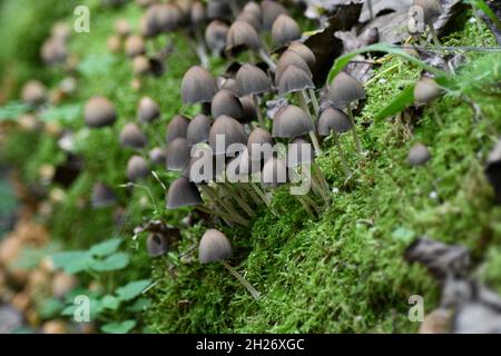 Funghi comuni a copertura di inchiostro, Coprinopsis Atramentaria, su un letto di foresta circondato da muschio, briopyta, sensu stricto Foto Stock