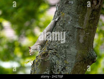 Scoiattolo grigio orientale su un albero Foto Stock