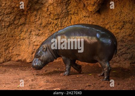 Pygmy hippopotamus piccolo hippopotamid Foto Stock