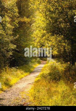 Sentiero escursionistico attraverso wodland autunno Foto Stock
