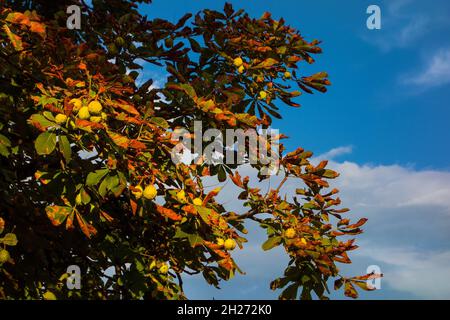 Arriva l'autunno e le foglie di castagno di cavallo si trasformano dal verde al marrone e al rossastro Foto Stock