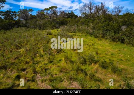 Il percorso Life of the Marsh Trail, che si snoda intorno a un habitat di paludi di bayside, a Assateague Island National Seashore, Berlino, MD Foto Stock