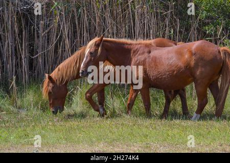 Due cavalli marrone selvaggi con mane beige chiaro che si mungono sull'erba lungo un sentiero vicino a una strada in Assateague Island National Seashore, Berlino, Maryland. Foto Stock