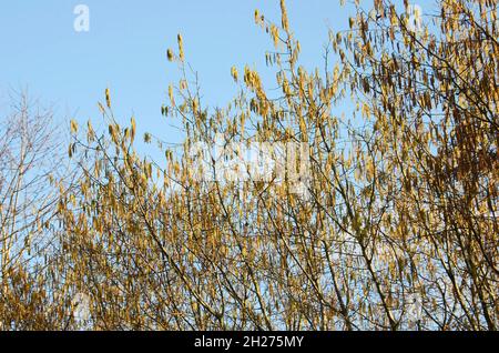 Blüten des Haselstrauchs im Salzkammergut, Oberösterreich, Österreich, Europa - Blossoms of the hazel bush in the Salzkammergut, Upper Austria, Austri Foto Stock