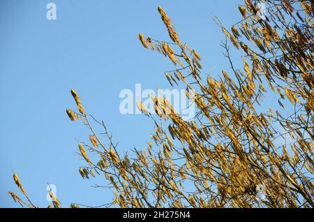 Blüten des Haselstrauchs im Salzkammergut, Oberösterreich, Österreich, Europa - Blossoms of the hazel bush in the Salzkammergut, Upper Austria, Austri Foto Stock