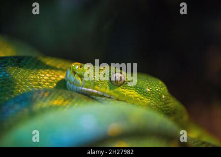 albero verde pitone morelia viridis Foto Stock