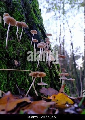 Gruppo di funghi sottili e fragili che crescono su un tronco di grande albero coperto di muschio Foto Stock