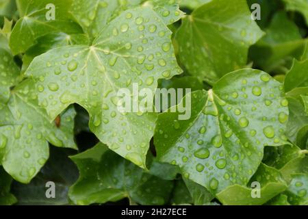 Grandi gocce di pioggia su foglie di edera verde Foto Stock