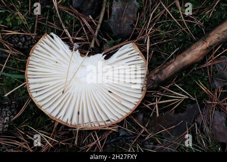 Cappuccio di fungo che giace capovolto su terreno forestale Foto Stock