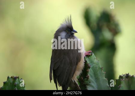 Un pericoloso Perch? Foto Stock