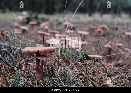 Grande gruppo di funghi bruni che crescono in erba vicino alla foresta Foto Stock