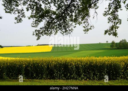 Un campo di canola fiorito in una bella giornata di maggio a Winterbach in Baviera (Germania) Foto Stock