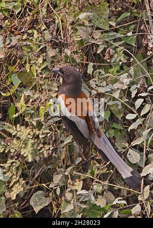 Rufous Treepie (Dendrocitta vagabunda vagabunda) adulto arroccato sul cespuglio Kaziranga NP, Assam, India Gennaio Foto Stock