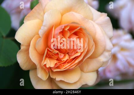 Una bella rosa di grande colore di peachy Foto Stock