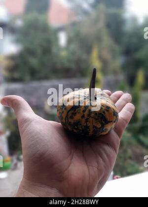 Piccola decorazione Pumpkins. Zucca decorazione di Halloween. Decorazioni di Halloween. Foto Stock