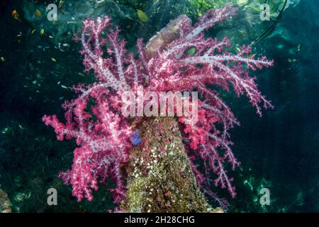 Un bouquet di coralli morbidi e vibranti prospera nelle baraccie di Raja Ampat, Indonesia. Quest'area ospita la più alta biodiversità marina della Terra. Foto Stock