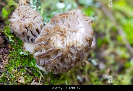 Macroscopio della Morchella esculenta che cresce nei boschi. Spugnolo comune, spugnolo giallo, vero fungo morello. Foto Stock