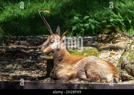 Il camoscio appenninico, Rupicapra pyrenaica ornata, vive nel Parco Nazionale Abruzzo-Lazio-Molise in Italia e nei Pirenei in Spagna Foto Stock