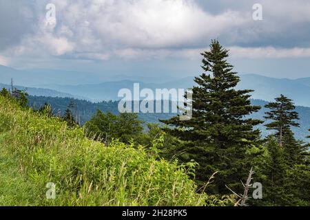 Hazy Blue Ridge Mountains in lontananza dietro alberi sempreverdi vicino al Clingman's Dome in Tennessee Foto Stock