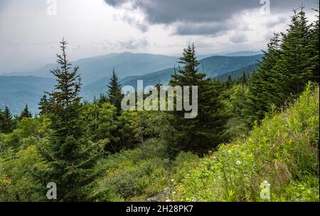 Hazy Blue Ridge Mountains in lontananza dietro alberi sempreverdi vicino al Clingman's Dome in Tennessee Foto Stock