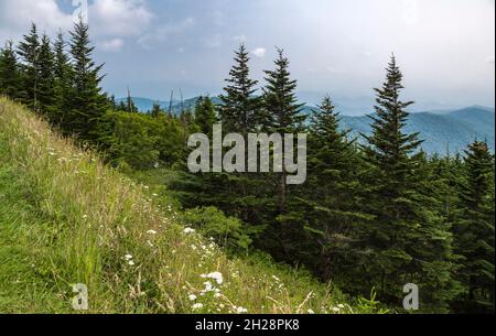 Hazy Blue Ridge Mountains in lontananza dietro alberi sempreverdi vicino al Clingman's Dome in Tennessee Foto Stock