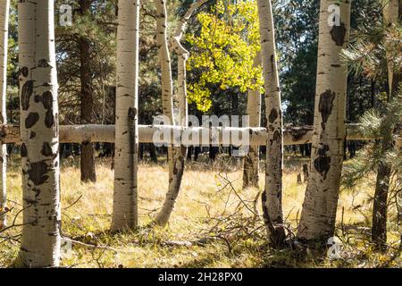 Un tronco di aspen caduto tra alberi vivi Foto Stock