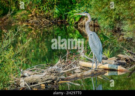Great Blue Heron (Ardea herodias), in piedi sulla diga American Beaver lungo East Plum Creek, Castle Rock Colorado USA. Foto scattata nel mese di settembre. Foto Stock