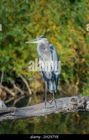 Great Blue Heron (Ardea herodias), che si erge su un vecchio ramo di Cottonwood su East Plum Creek, Castle Rock Colorado USA. Foto scattata nel mese di settembre. Foto Stock