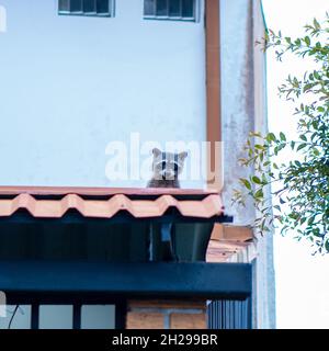 Primo piano di un Raccoon seduto sul tetto Foto Stock