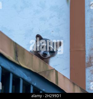 Primo piano di un Raccoon seduto sul tetto Foto Stock