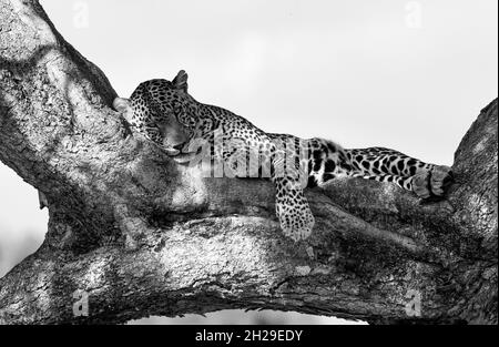 un leopardo nel Maasai Mara, Africa Foto Stock