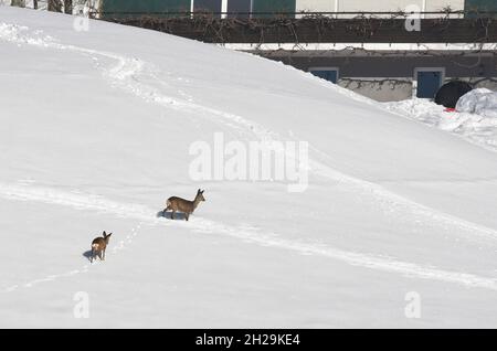 Rehe im Schnee bei Bad Ischl, Österreich, Europa - Cervo nella neve vicino a Bad Ischl, Austria, Europa Foto Stock