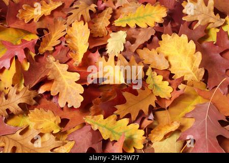 Sfondo autunnale - foglie di quercia secca di colore marrone, rosso, viola, arancio e giallo. Vista dall'alto verso il basso Foto Stock