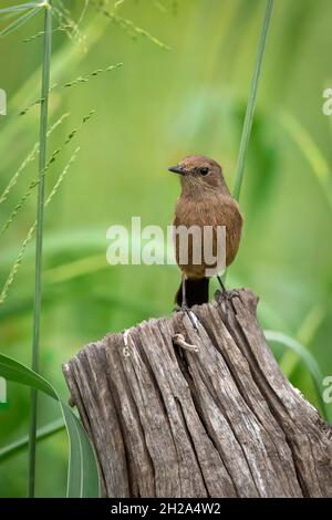 Immagine di Asian Brown Flycatcher (Muscicapa dauurica) su moncone su sfondo naturale. Uccello. Animali. Foto Stock