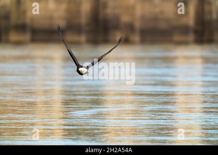 Adulto Bald Eagle volare dritto con un pesce appena catturato alla diga di Conowingo, Maryland, USA per informazioni sulle licenze contattare: info@greggard.com Foto Stock