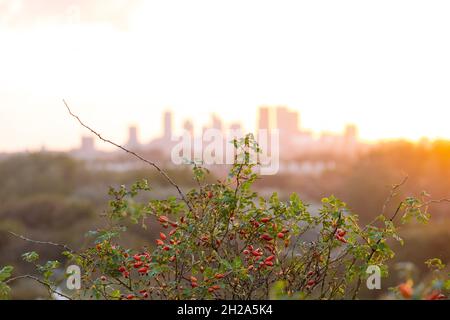 Lo skyline dell'Aia all'alba Foto Stock