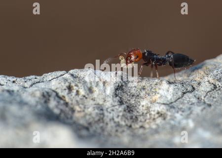 Worker cocktail ant Crematogaster scutellaris, Malta, Mediterraneo, Foto Stock