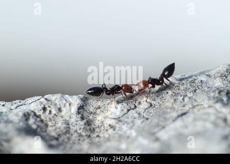 Cocktail formiche Crematogaster scutellaris, in comunicating. Malta, Mediterraneo Foto Stock