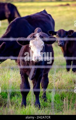 Un vitello nero con una faccia bianca si trova in un pascolo con altri bovini da carne, il 15 ottobre 2021, a Grand Bay, Alabama. Foto Stock