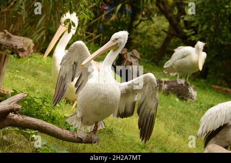 Der Tiergarten Schönbrunn, a Vienna, Österreich, Europa - lo zoo di Schönbrunn, a Vienna, Austria, Europa Foto Stock