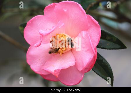 Fiore rosa Camellia e api, primo piano di bel fiore rosa con due api nel giardino Foto Stock